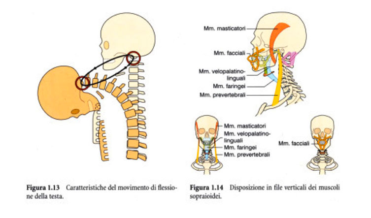 Osteopata e Ossa che Schioccano  Perchè accade e cosa significa?